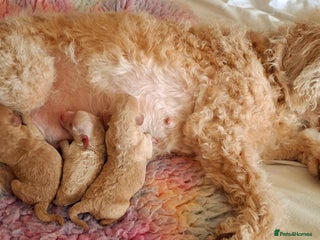 Cockapoo dogs - Advert 7