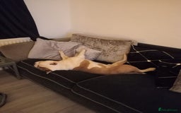 Mixed Breed dogs for sale: French bulldog cross pocket bully - Image 9