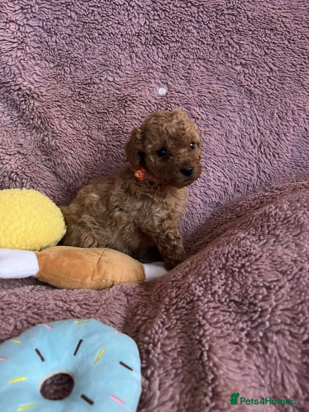 Miniature Poodle dogs for sale: Miniature Poodles!!! - Advert 22