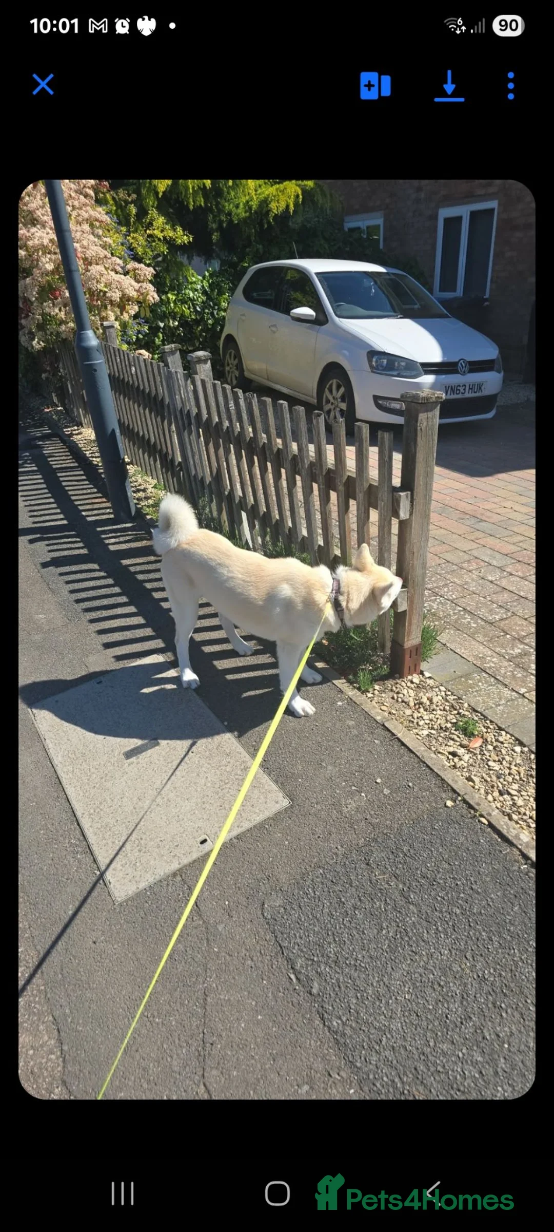 Siberian Husky dogs for sale: Husky bitch in Shipston-on-Stour - Advert 12