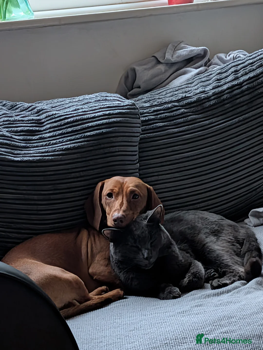 Dachshund dogs for sale: Charlie the Sausage pup - Advert 3