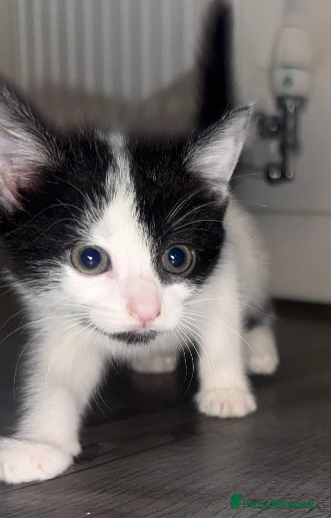 Mixed Breed cats for sale: One boy one girl kitten  in Wokingham - Advert 2