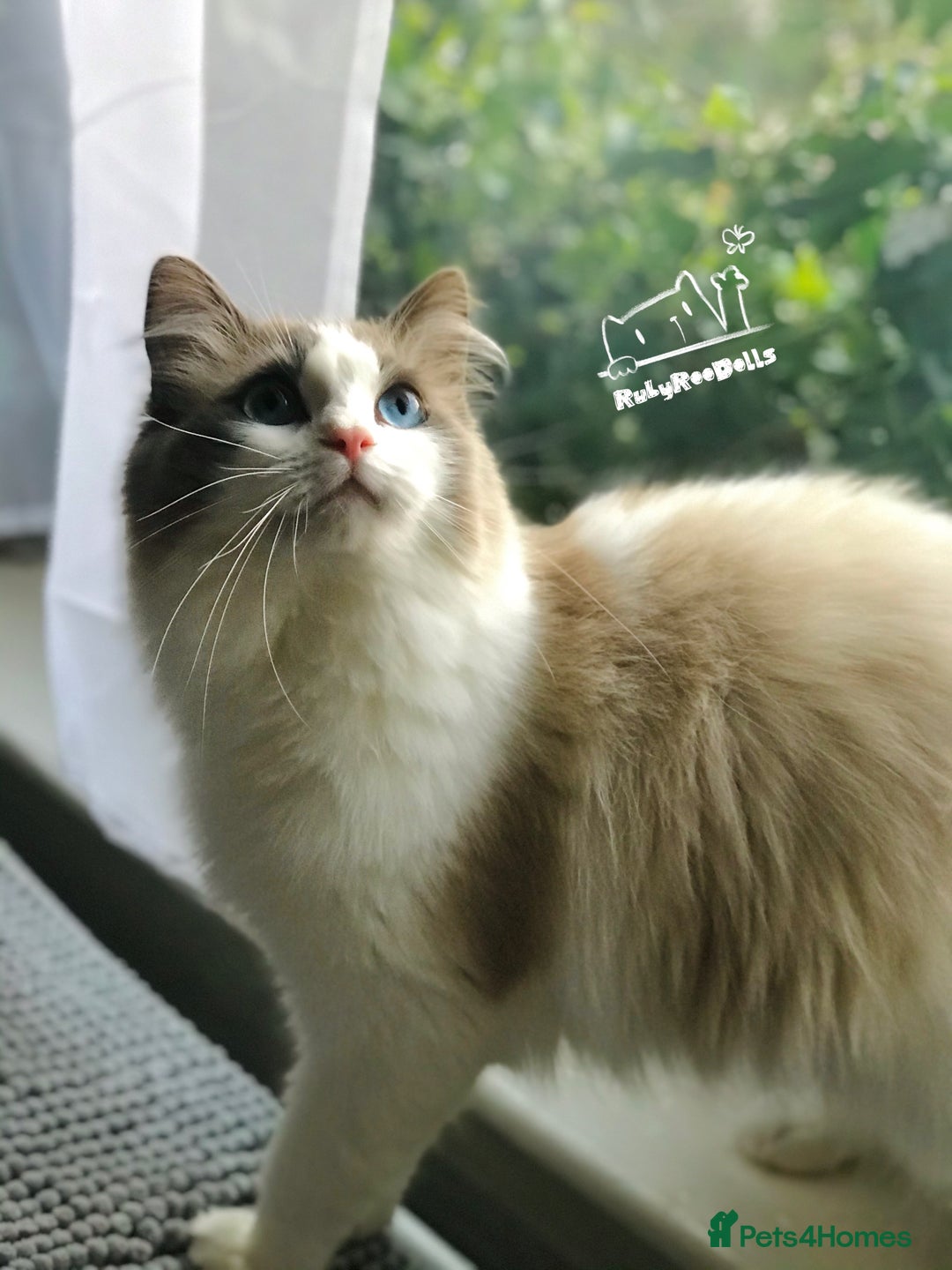 Ragdoll cats for sale: 🌟DNA Test🏆GCCF/TICA Championship Ragdoll Kitten - Advert 36