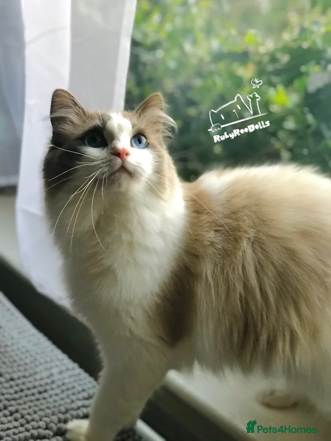 Ragdoll cats for sale: 🌟Waiting List Open🏆GCCF/TICA DNA Tested Ragdoll  - Advert 36