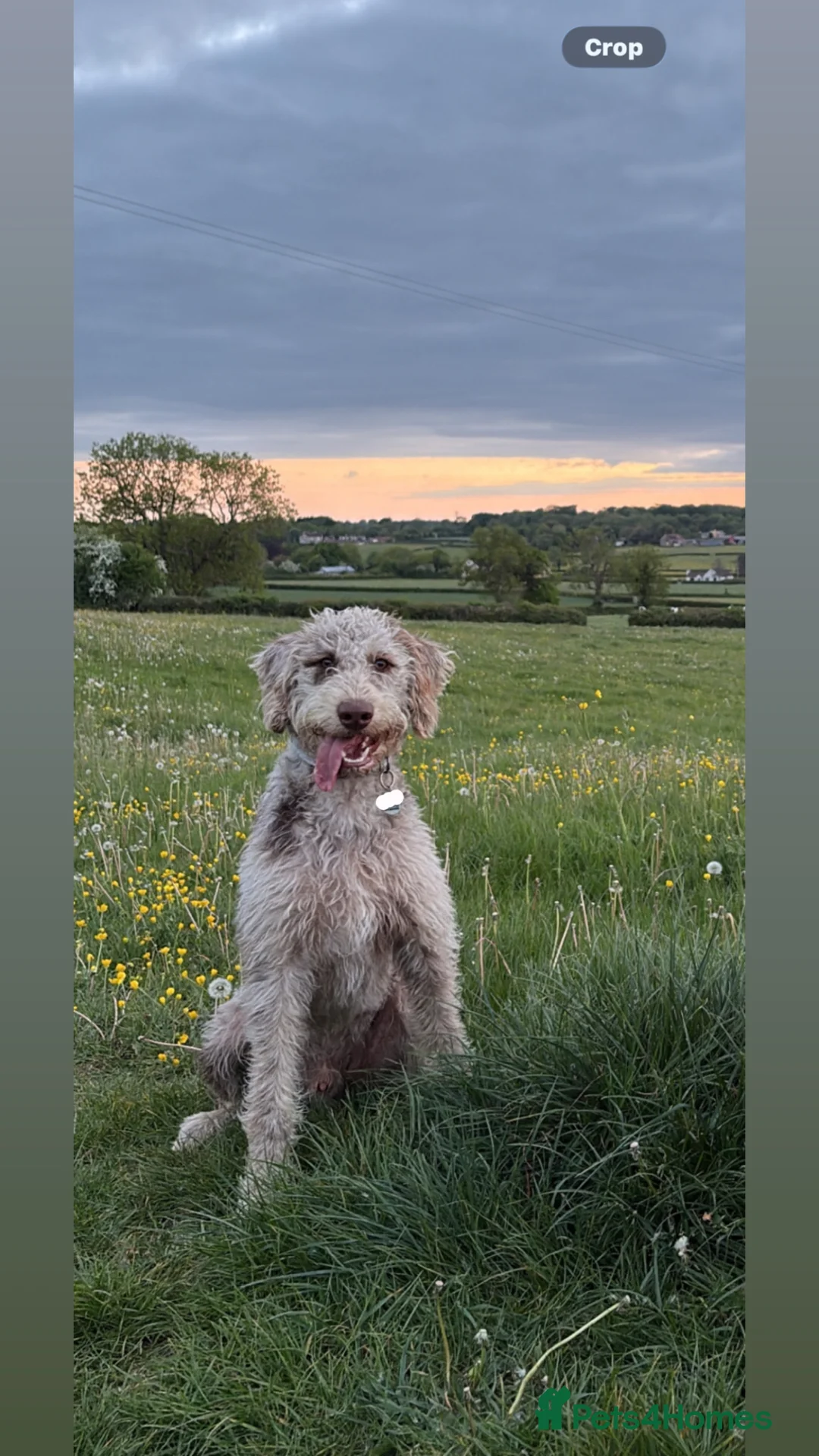 Labradoodle dogs for stud: Male miniature merle labradoodle stud - Advert 1