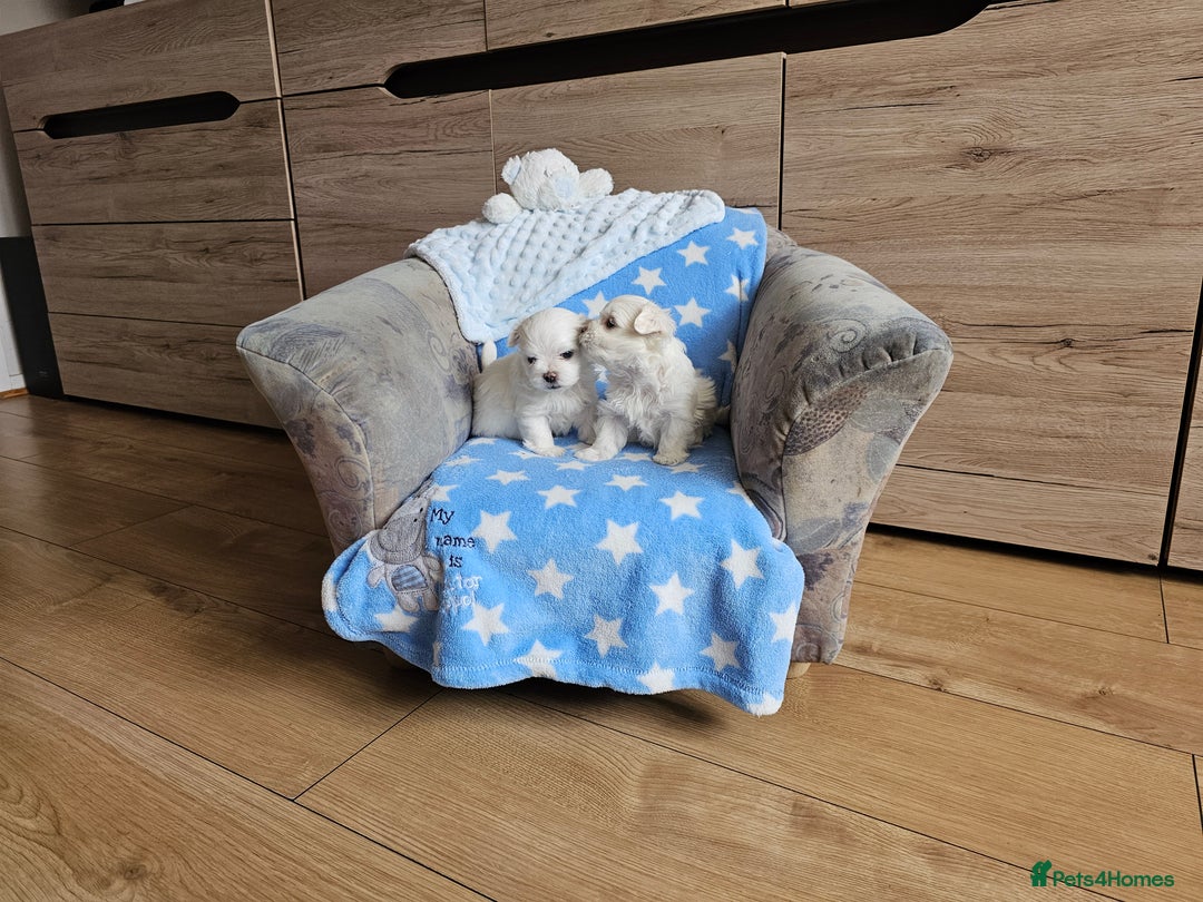 Maltese dogs for sale: KC Korean Maltese Terrier Puppies - Image 16
