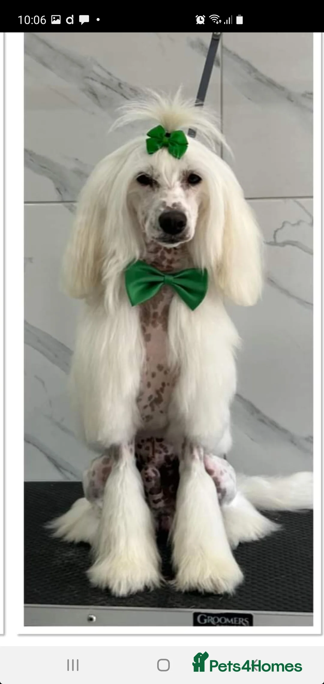 Chinese Crested dogs for stud: Mr stanley STUD ONLY KC REGISTERED  in Swindon - Advert 2