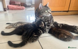 Mixed Breed cats for sale: 5 Adorable Mixed Breed Kittens - Image 10