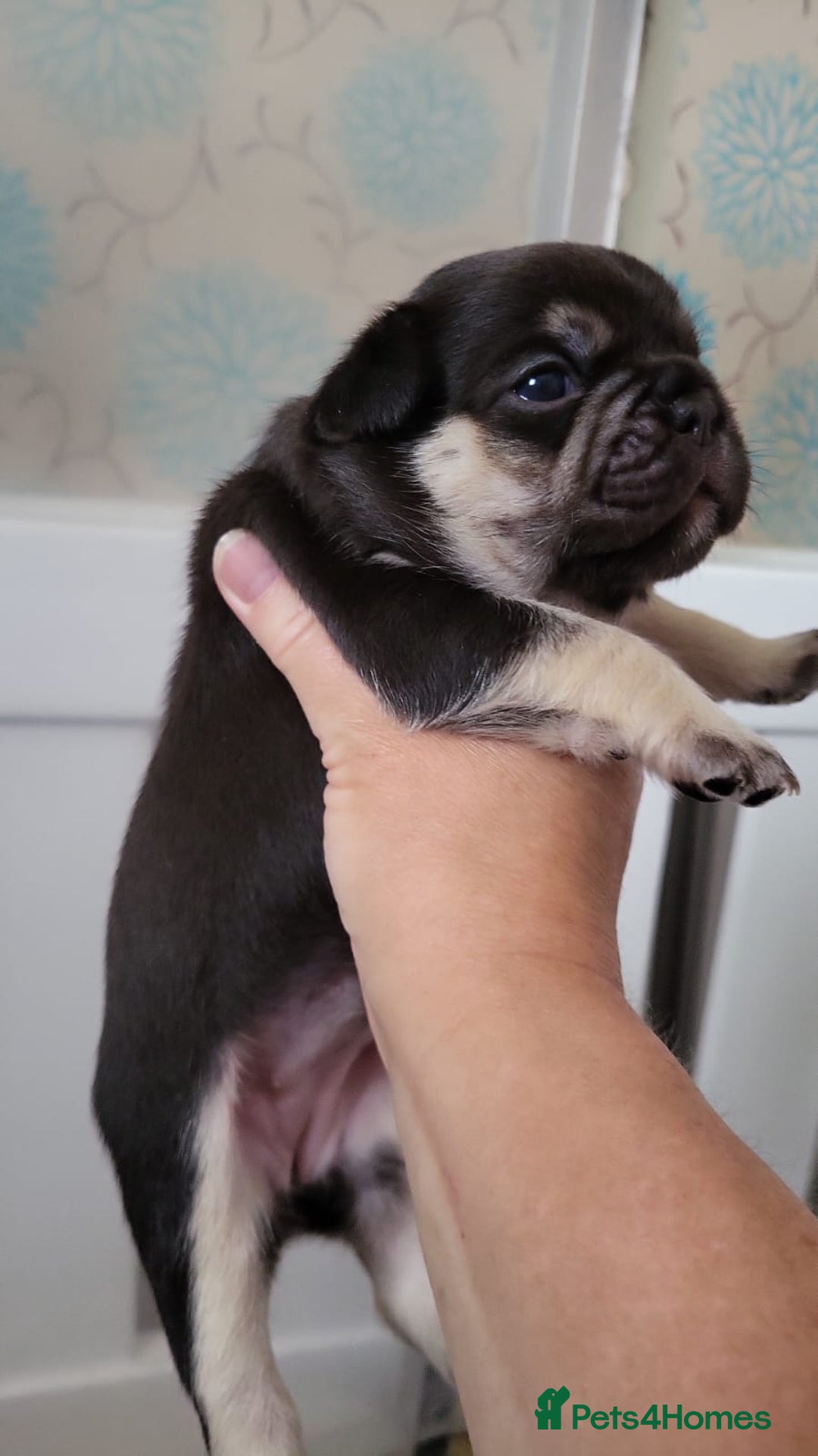 French Bulldog dogs for sale: Frenchie Pups - Image 4