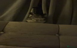 Chinchilla rodents for sale: male chinchilla for sale  - Image 2