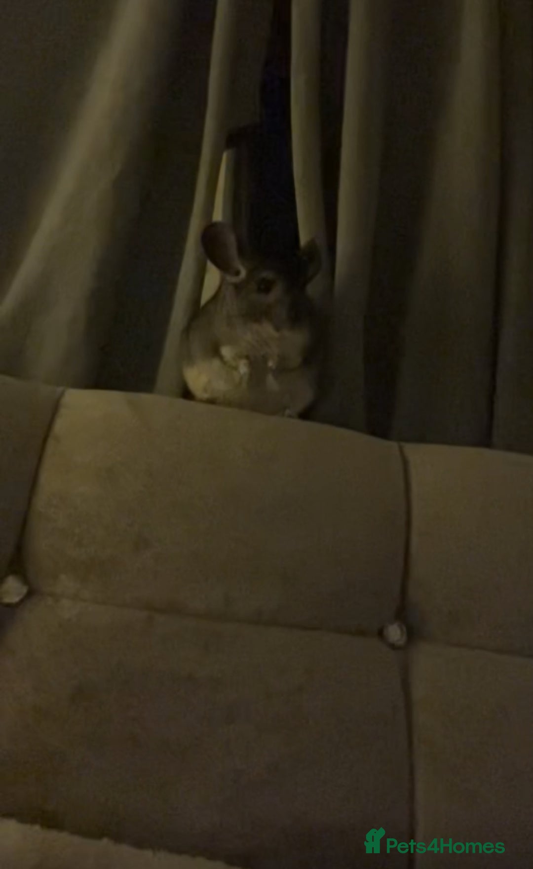 Chinchilla rodents for sale: male chinchilla for sale  - Image 2