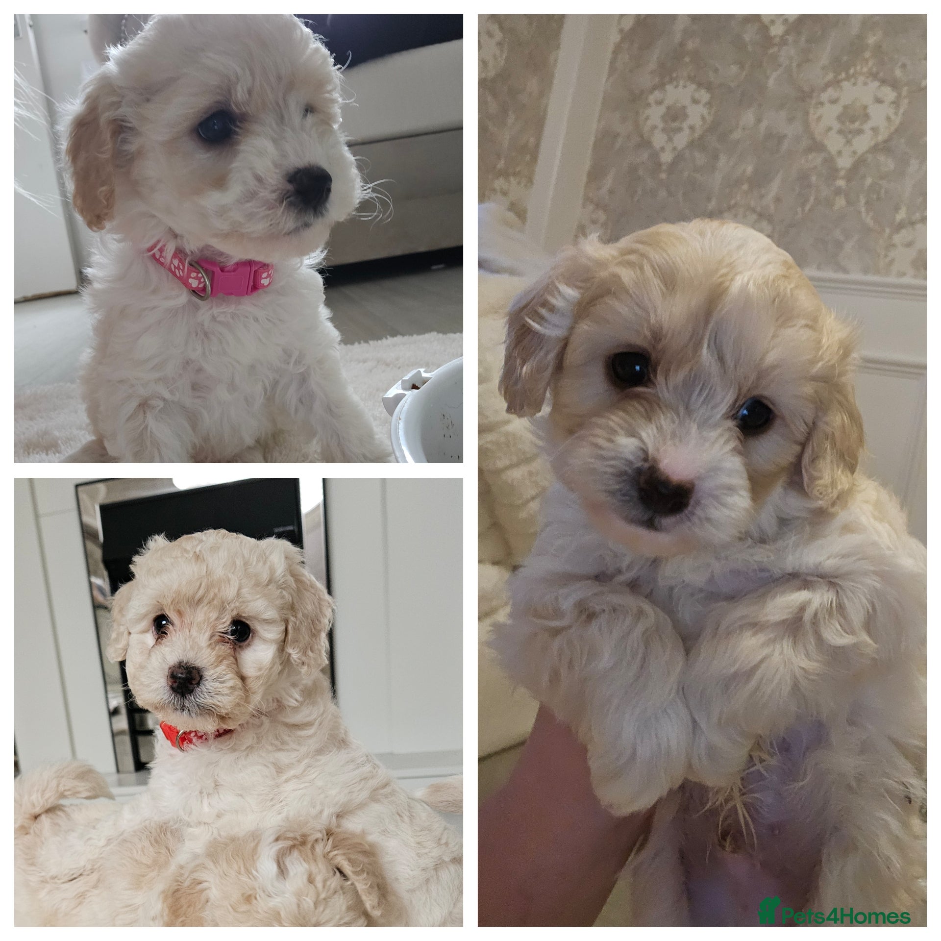 Shihpoo dogs Shihpoo puppies for sale  - Advert 1