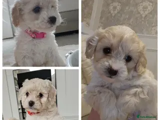 Shihpoo dogs Shihpoo puppies for sale - Advert 1