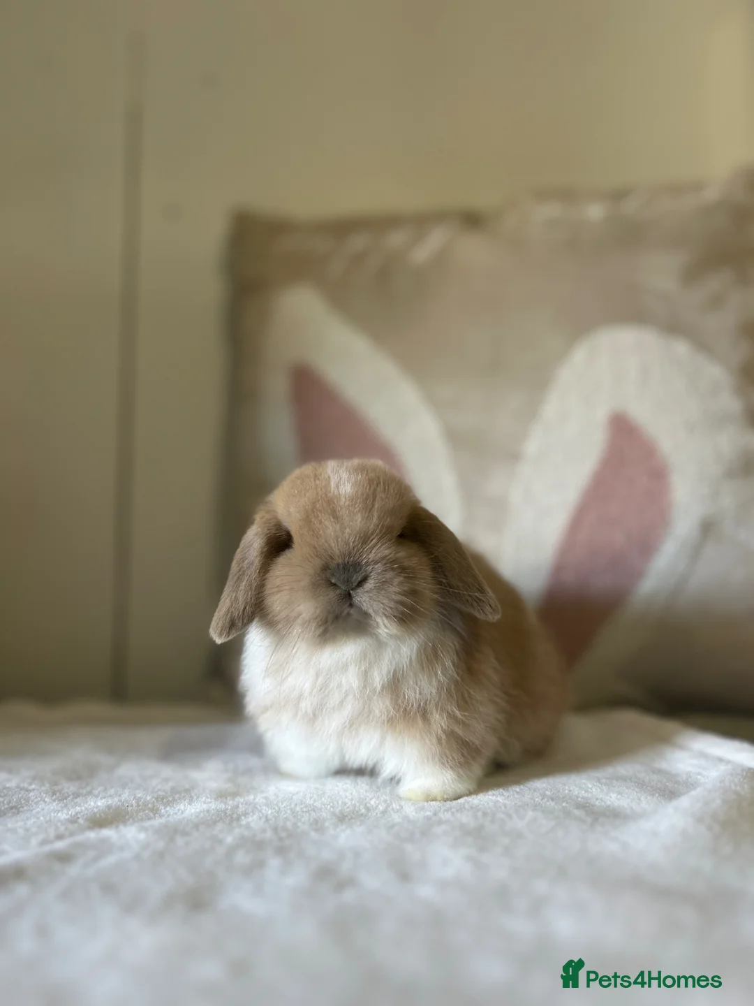 Mini Lop rabbits for sale: Minilop Buck Available  - Advert 1
