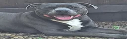 Staffordshire Bull Terrier dogs for stud: Archie  in Leeds - Advert 1