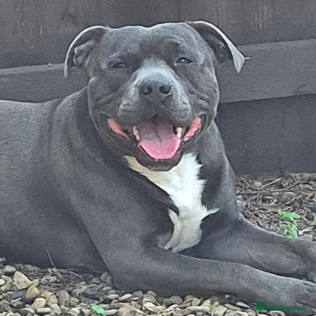 Staffordshire Bull Terrier dogs for stud: Archie  in Leeds - Advert 1
