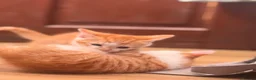Mixed Breed cats for sale: Kittens  - Advert 13