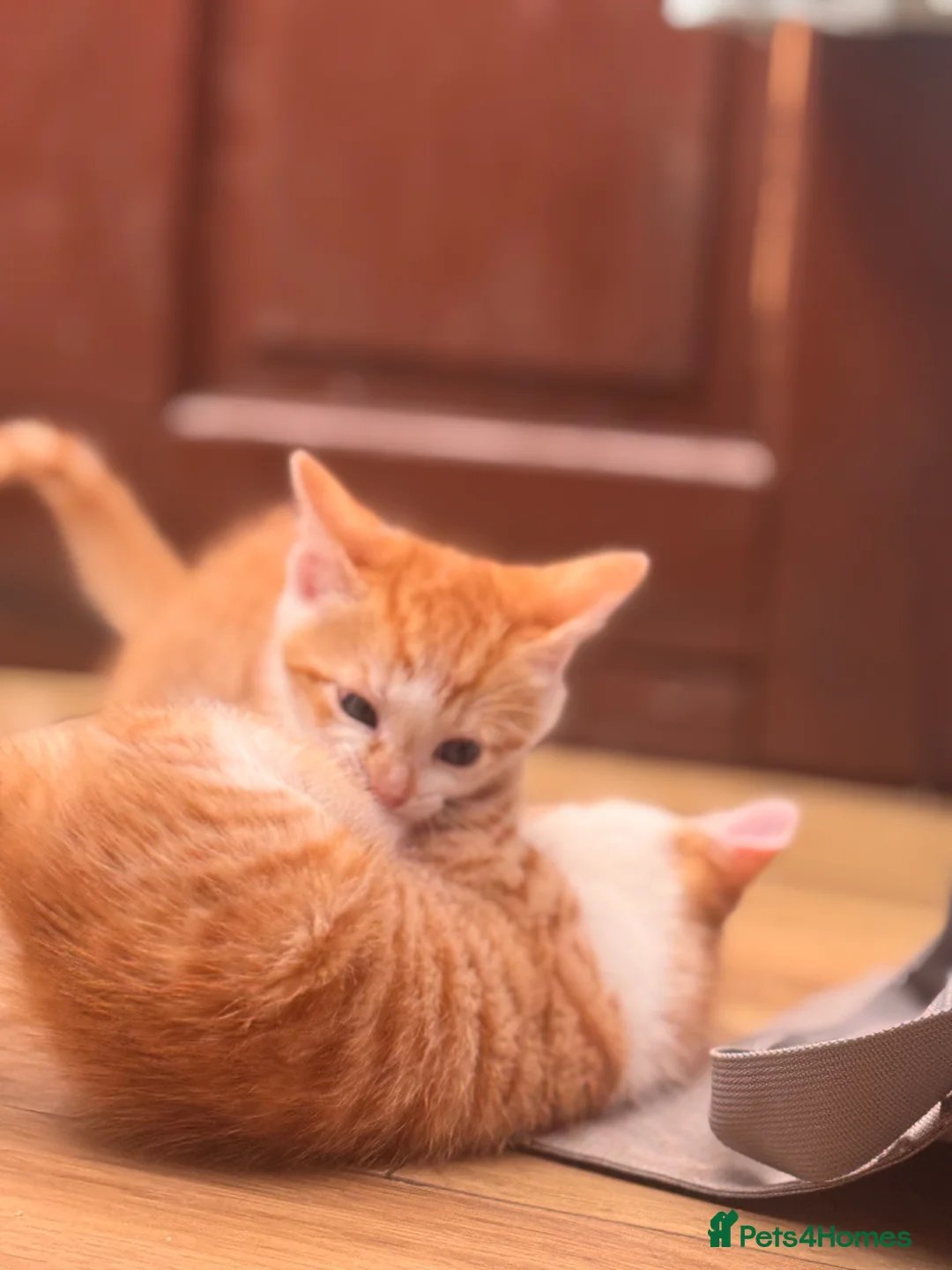 Mixed Breed cats for sale: Kittens  - Advert 13