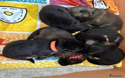 German Shepherd dogs for sale: German Shepherd Pups - Image 1