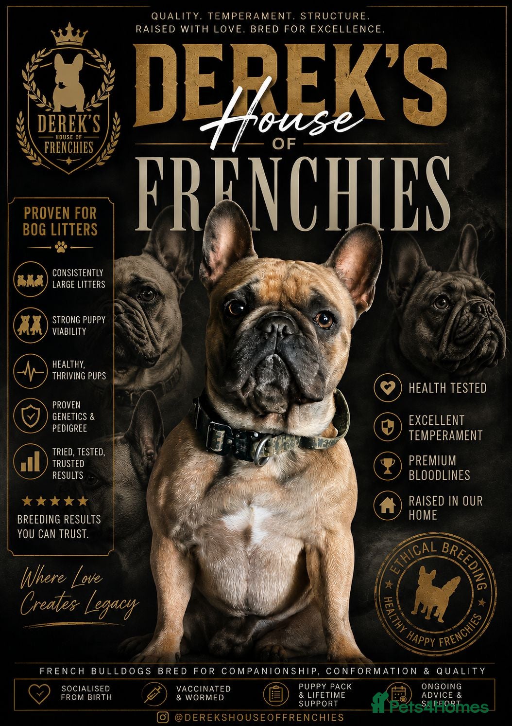 French Bulldog dogs Stunning Blue French Bulldog Puppies - Advert 1
