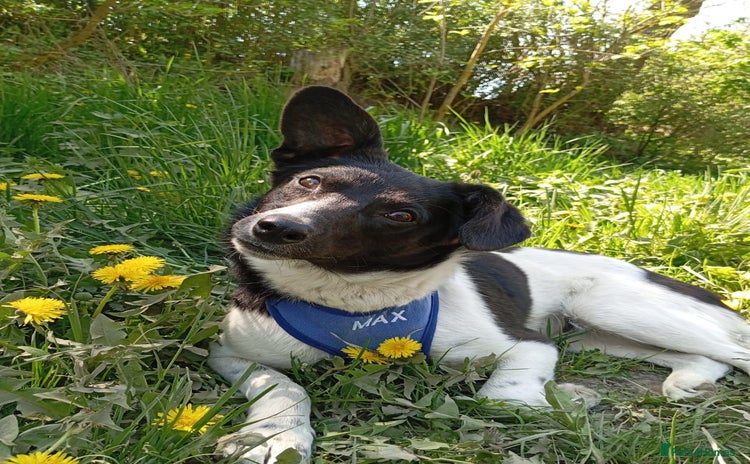 Mixed Breed dogs - Advert 5