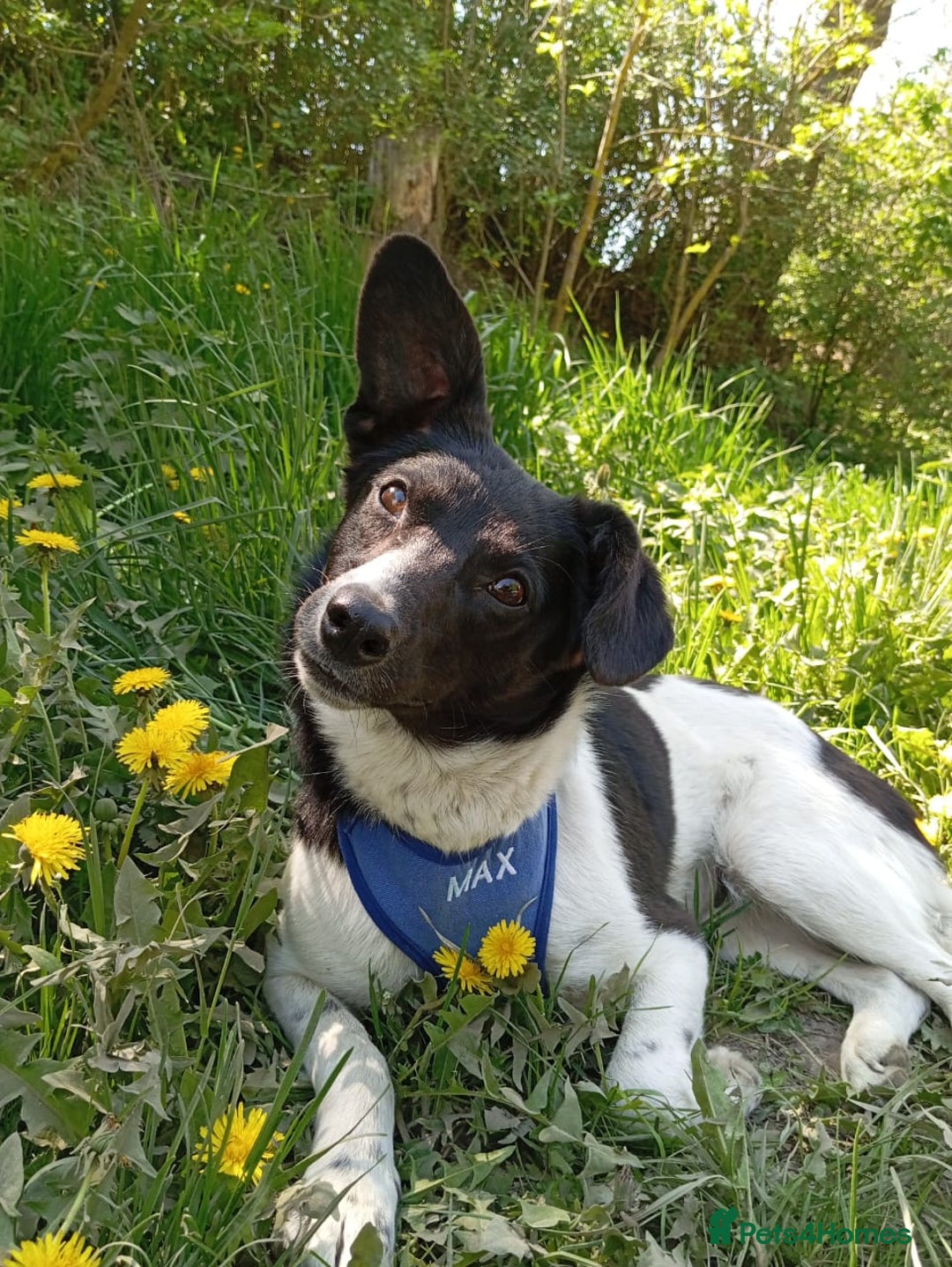Mixed Breed dogs for adoption: ❤️JAVY- gentle angel,loving soul waiting so long❤️ - Image 1