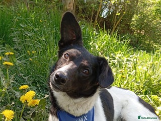 Mixed Breed dogs - Advert 5