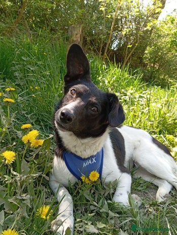 Mixed Breed dogs ❤️JAVY- gentle angel,loving soul waiting so long❤️ - Advert 6