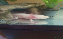 Axolotl reptiles for sale: Axolotl and tank - Advert 3