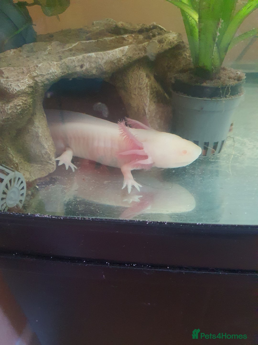 Axolotl reptiles for sale: Axolotl and tank - Advert 3