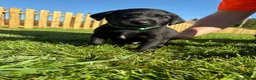 Labrador Retriever dogs for sale: Black labrador puppies KC registered. in Berwick-upon-Tweed - Advert 15