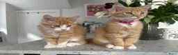 Mixed Breed cats for sale: 2 male kittens  in Knottingley - Advert 5