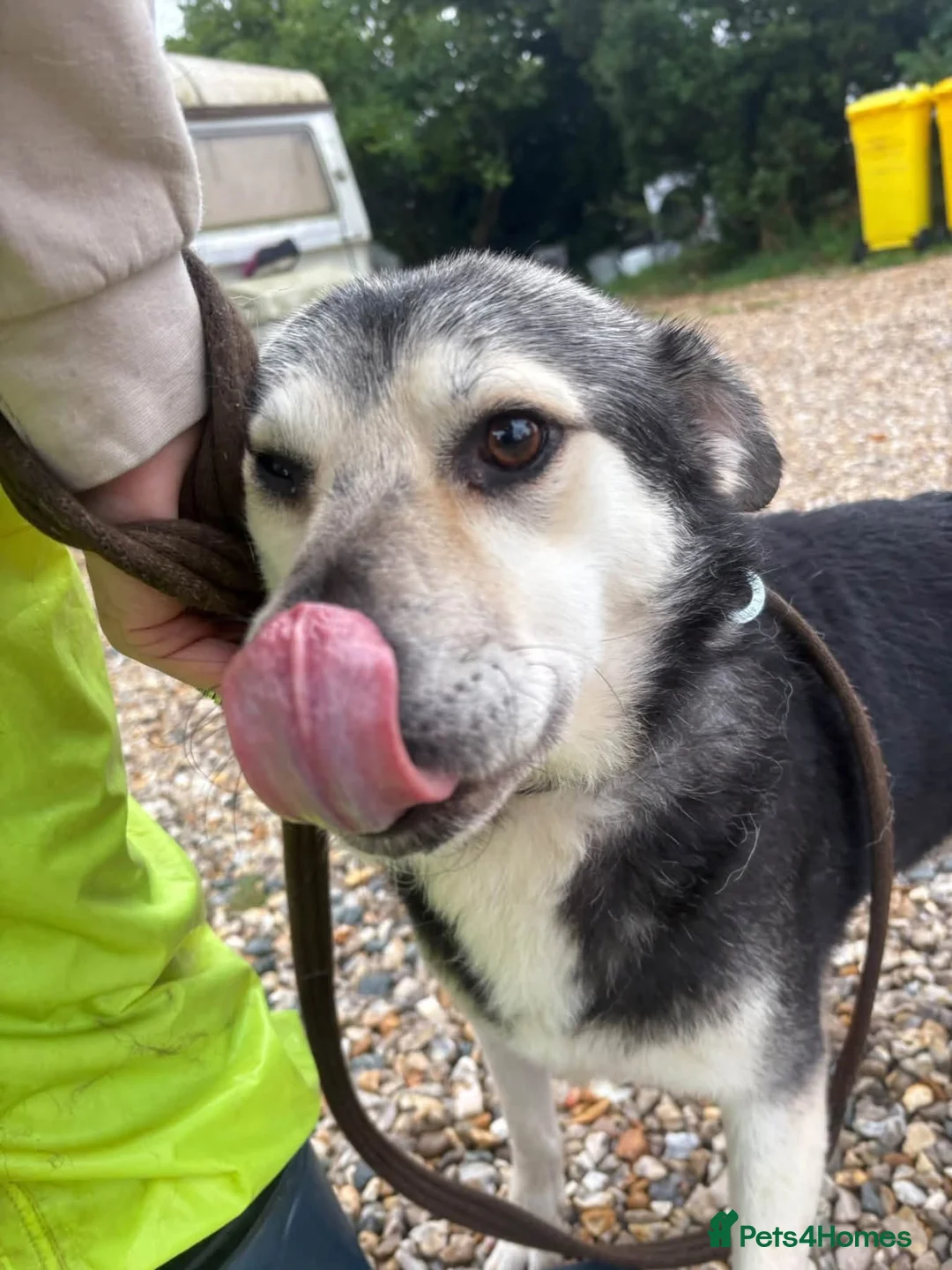 Mixed Breed dogs for adoption: Zori - Norwich Norfolk  - Advert 9