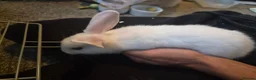 Rex rabbits for sale: Baby Rex rabbits  - Advert 4
