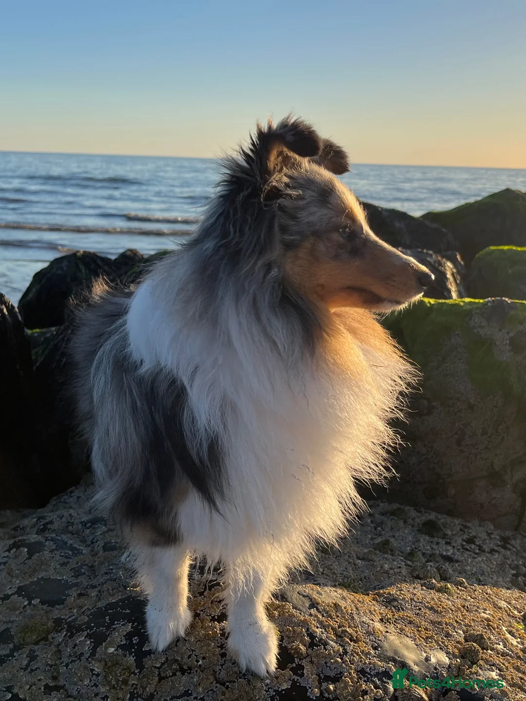 Shetland Sheepdog dogs for sale: Shy Sheltie Girl in Girvan - Advert 3