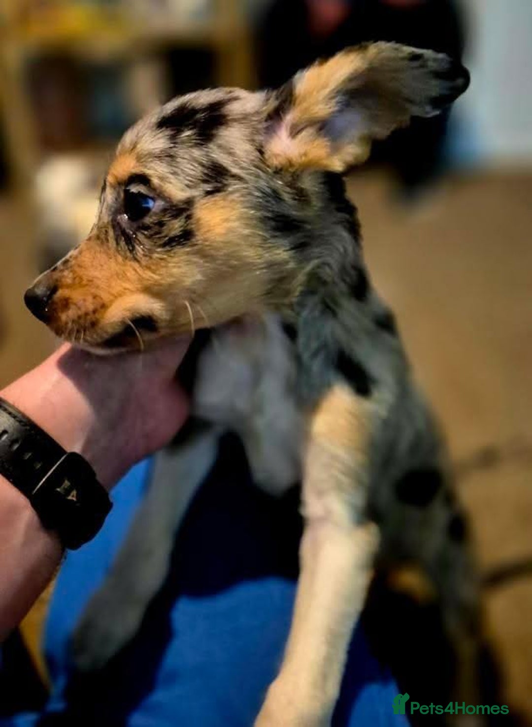 Border Collie dogs for sale: Border collie pups for sale  - Image 18