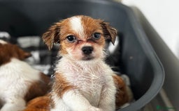 Mixed Breed dogs for sale: Jack Tzu puppies - Image 8