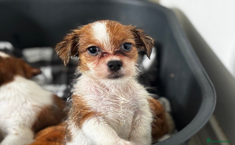 Mixed Breed dogs - Advert 10