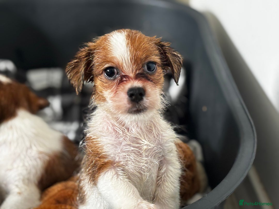 Mixed Breed dogs for sale: Jack Tzu puppies - Image 8