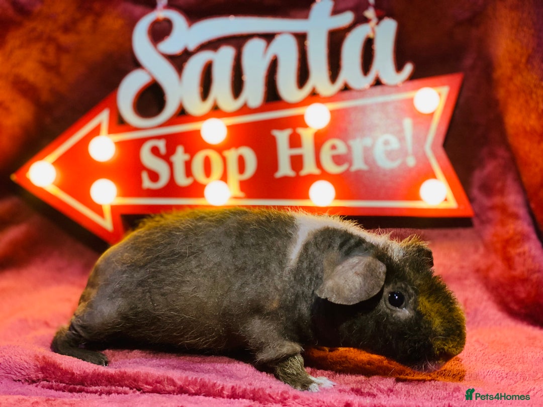 Guinea Pig rodents for sale: Skinny pig and werewolf baby boy pair - Advert 4