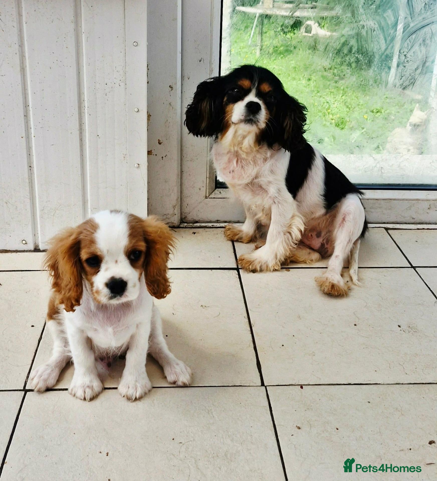Cavalier King Charles Spaniel dogs Adorable Male Duo King Charles Cavalier  - Advert 7