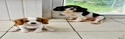 Cavalier King Charles Spaniel dogs for sale: Adorable Male Duo King Charles Cavalier  in Carmarthen - Advert 1