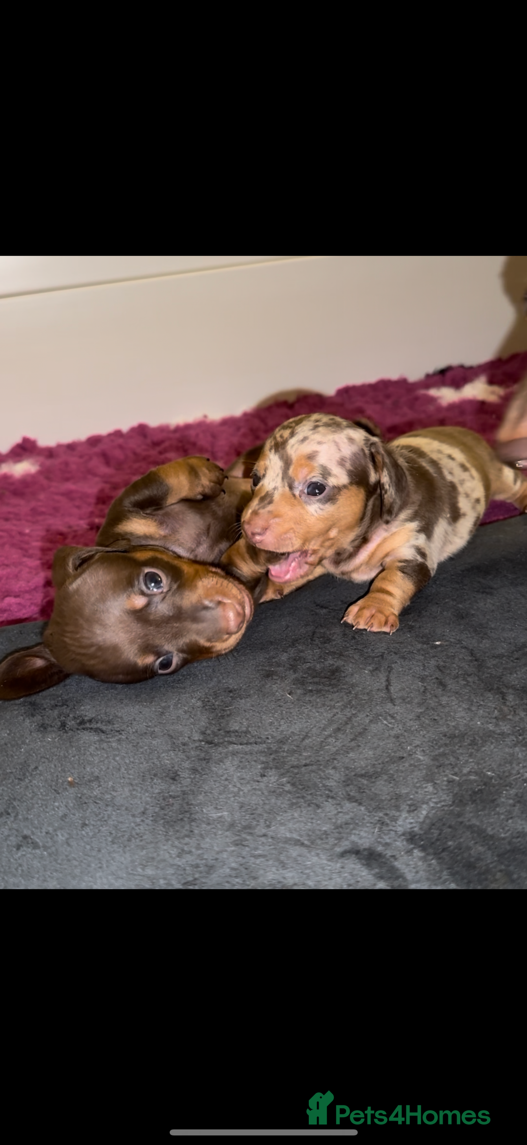 Miniature Dachshund dogs for sale: 🐾🌟KC Reg Miniature Dachshund Puppies🌟🐾 - Advert 31