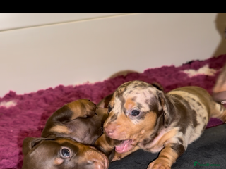 Miniature Dachshund dogs 🐾🌟KC Reg Miniature Dachshund Puppies🌟🐾 - Advert 5