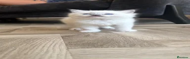 Ragdoll 1