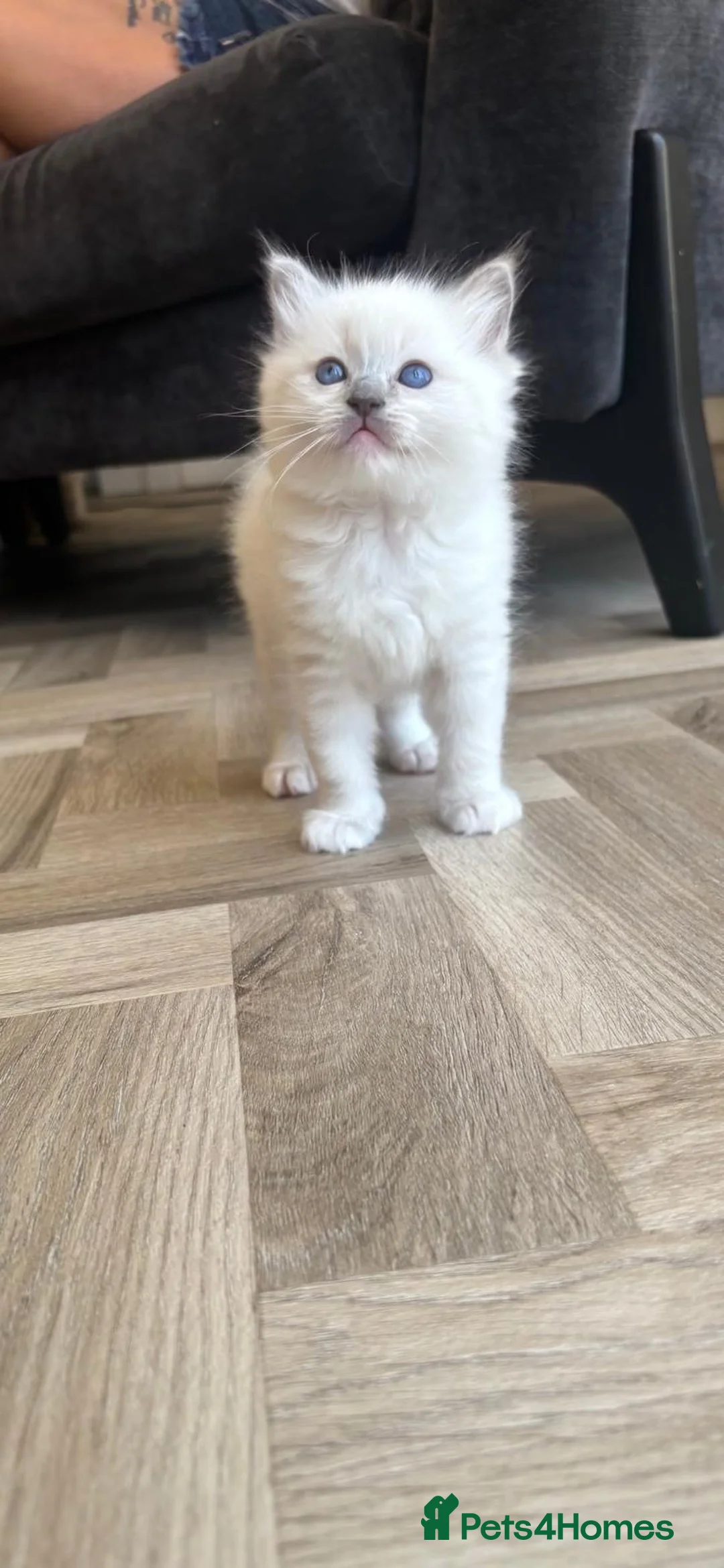 Ragdoll cats for sale: Stunning ragdoll kittens  - Advert 2