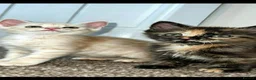 Maine Coon cats for sale: 🔥full Maine coon ready to leave 🔥 - Advert 2