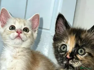 Maine Coon cats 🔥full Maine coon ready to leave 🔥 - Advert 2