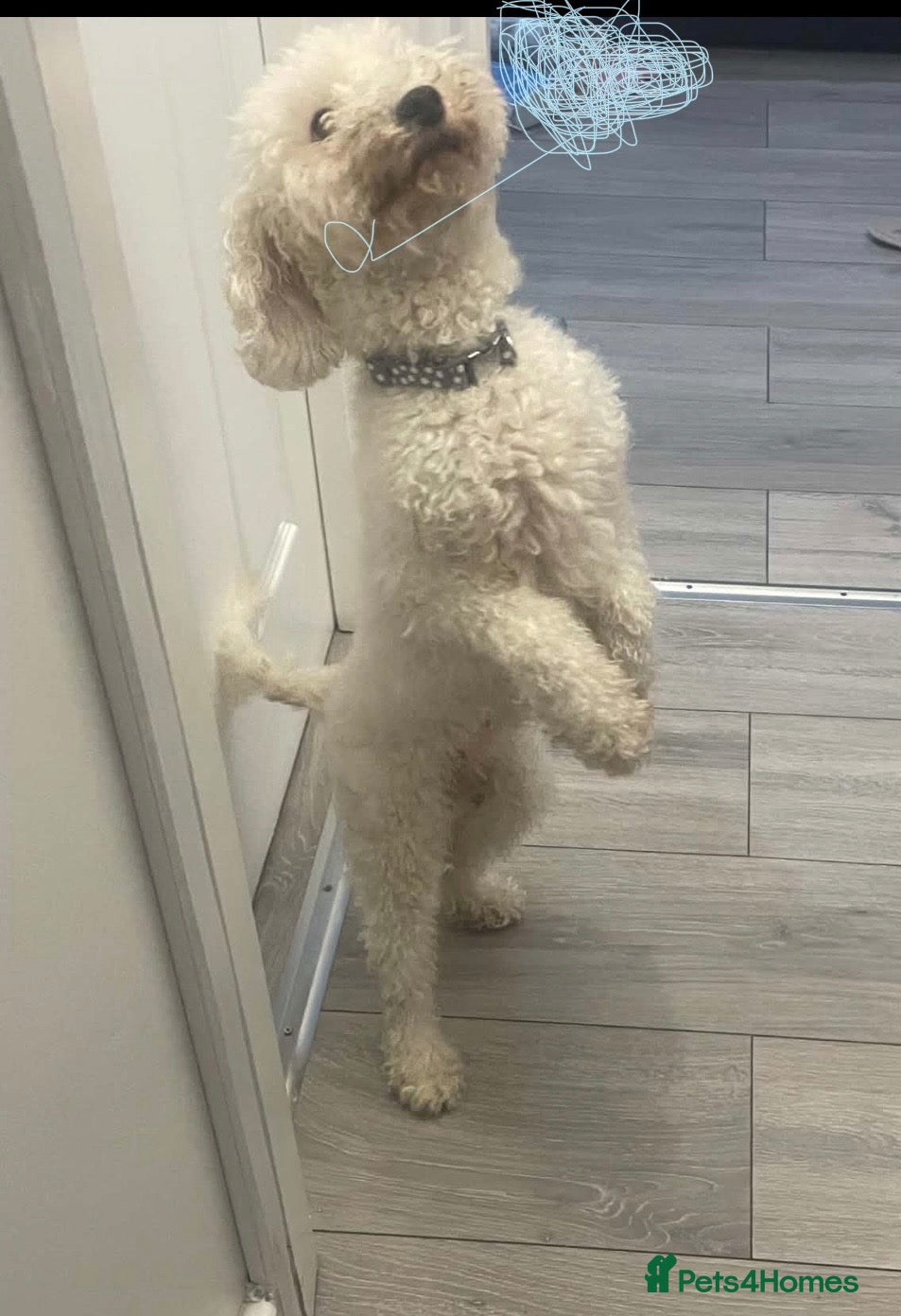 Poodle dogs for sale: Lady  - Advert 6