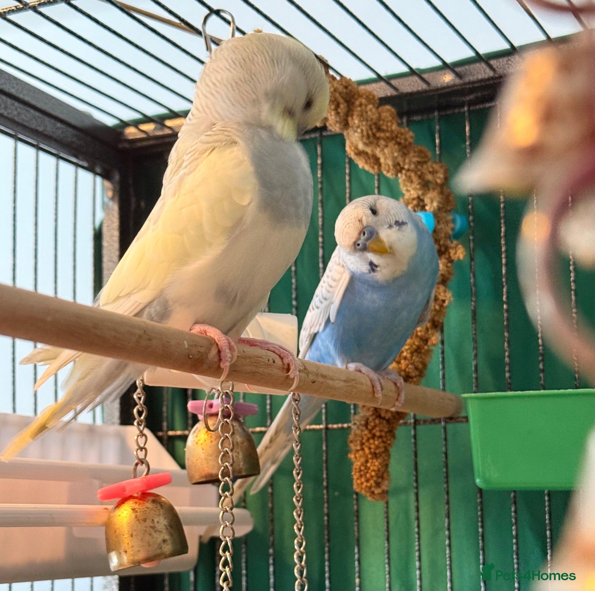 Budgerigars birds Budgies baby budgies available  Wa7  area   - Advert 1